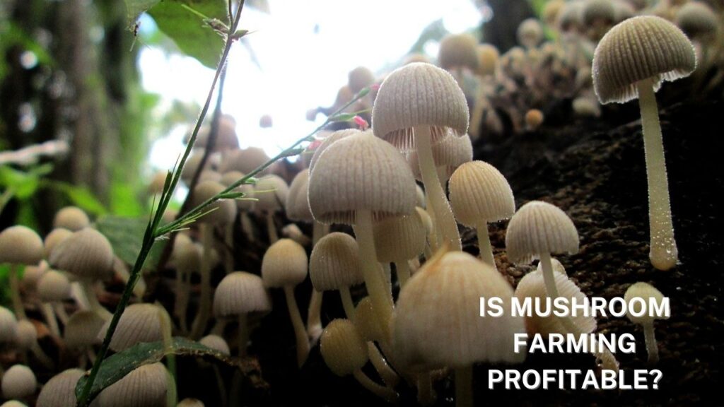 Is Mushroom Farming Profitable?
