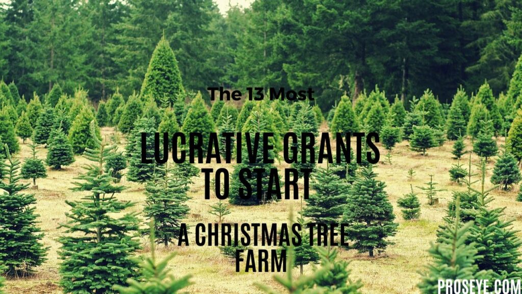The 13 Most Lucrative Grants to Start a Christmas Tree Farm
